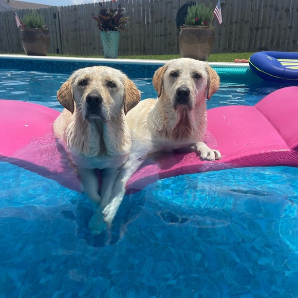 Meet your Posher, Mandy - Picture 5 of 13